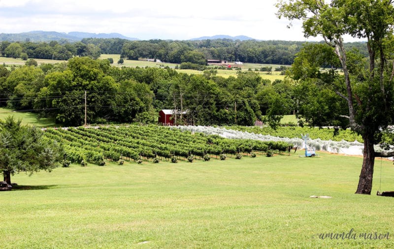 Green rolling hills of Arrington Tennessee with rows of vineyards, red country barn in the background.