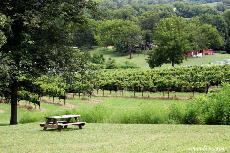 A single wooden picnic bench overlooking Arrington Vineyards, red barn in background.