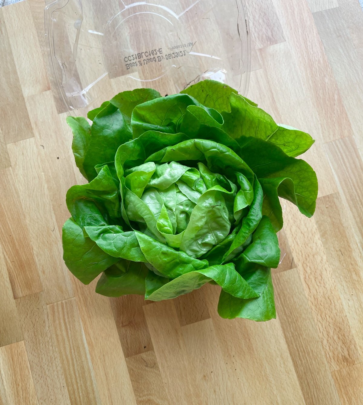 A head of live lettuce in a bin.