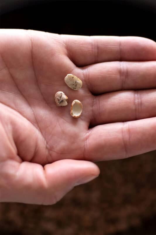 Person holding 3 broken pinto beans in their hand.